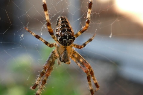 English garden spider